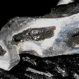 bird over city detail.jpg