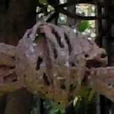 torsion caesarea.jpg